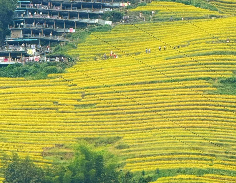云和梯田景区 - 丽水市旅游 1