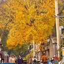 香山公园 - 北京市旅游 缩略图 4
