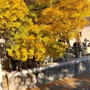 香山公园 - 北京市旅游 缩略图 1