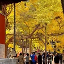 香山公园 - 北京市旅游 缩略图 2