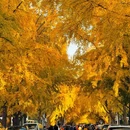 香山公园 - 北京市旅游 缩略图 7