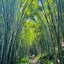 黄埔油麻山森林公园 - 广州市旅游 缩略图 2