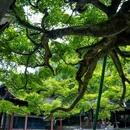 虎跑公园 - 杭州市旅游 缩略图 5