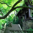 虎跑公园 - 杭州市旅游 缩略图 6