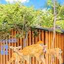 茅山森林世界 - 常州市旅游 缩略图 7