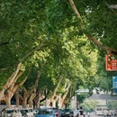 中山北路 - 芜湖市旅游 缩略图 5