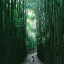 龙椅山植物园 - 成都市旅游 缩略图 4