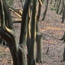 龙椅山植物园 - 成都市旅游 缩略图 8