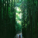 龙椅山植物园 - 成都市旅游 缩略图 6