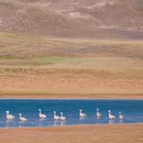 玛多黄河源旅游区 - 果洛藏族自治州旅游 缩略图 9