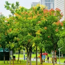 绿轴公园 - 合肥市旅游 缩略图 4