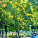 绿轴公园 - 合肥市旅游 缩略图 8