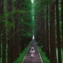金湖水上森林景区 - 淮安市旅游 缩略图 3