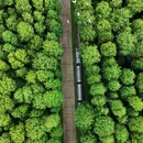 金湖水上森林景区 - 淮安市旅游 缩略图 2