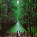 金湖水上森林景区 - 淮安市旅游 缩略图 4