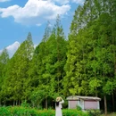 金湖水上森林景区 - 淮安市旅游 缩略图 5