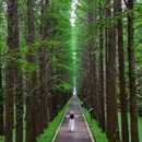 金湖水上森林景区 - 淮安市旅游 缩略图 8