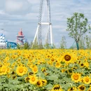 涌村 - 杭州市旅游 缩略图 4