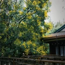 扬州东高铁站美居酒店 - 扬州市旅游 缩略图 5