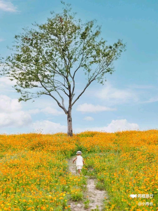 碧云花海·十里水乡景区 - 嘉兴市旅游