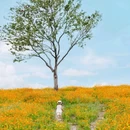 碧云花海·十里水乡景区 - 嘉兴市旅游 缩略图 6