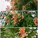 蜀西湖公园 - 合肥市旅游 缩略图 2