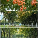 蜀西湖公园 - 合肥市旅游 缩略图 3