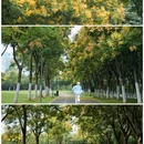 蜀西湖公园 - 合肥市旅游 缩略图 1