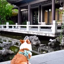 章堰古村 - 上海市旅游 缩略图 9