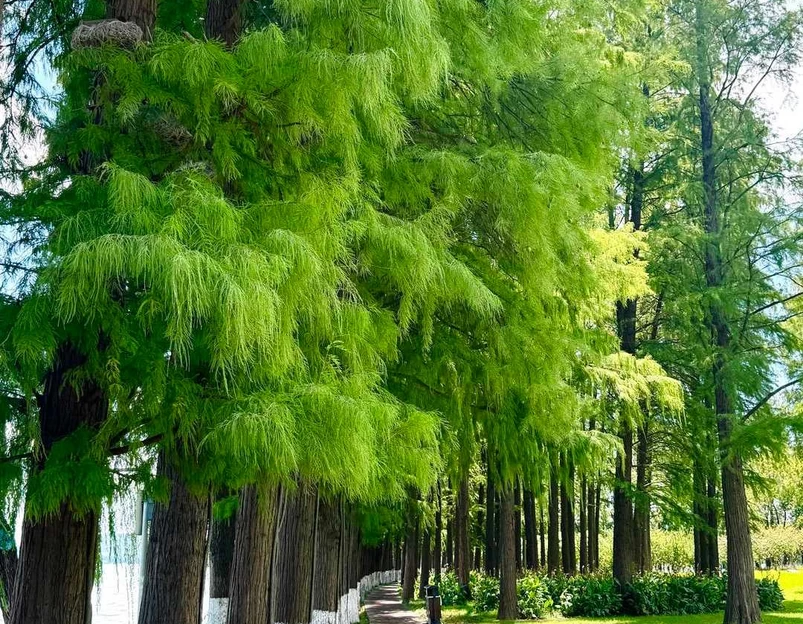 听涛景区 - 武汉市旅游 1
