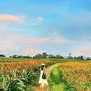 三圣乡彩色油菜花 - 成都市旅游 缩略图 3