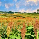 三圣乡彩色油菜花 - 成都市旅游 缩略图 1