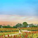 三圣乡彩色油菜花 - 成都市旅游 缩略图 6