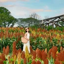 三圣乡彩色油菜花 - 成都市旅游 缩略图 9