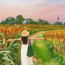 三圣乡彩色油菜花 - 成都市旅游 缩略图 8