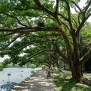 江心屿景区-东码头 - 温州市旅游 缩略图 8