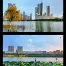 天鹅湖 - 合肥市旅游 缩略图 4