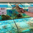马大爷猪肚鸡店(新世纪店) - 北海市旅游 缩略图 5