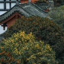 杜甫草堂 - 成都市旅游 缩略图 2