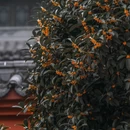 杜甫草堂 - 成都市旅游 缩略图 8