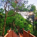 云顶茶乡风景区 - 巴中市旅游 缩略图 4