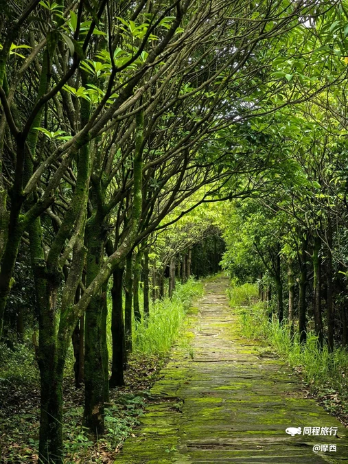 龙椅山植物园 - 成都市旅游