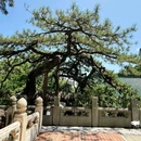 慧聚寺 - 苏州市旅游 缩略图 8