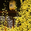 苏州金鸡湖凯宾斯基大酒店 - 苏州市旅游 缩略图 5