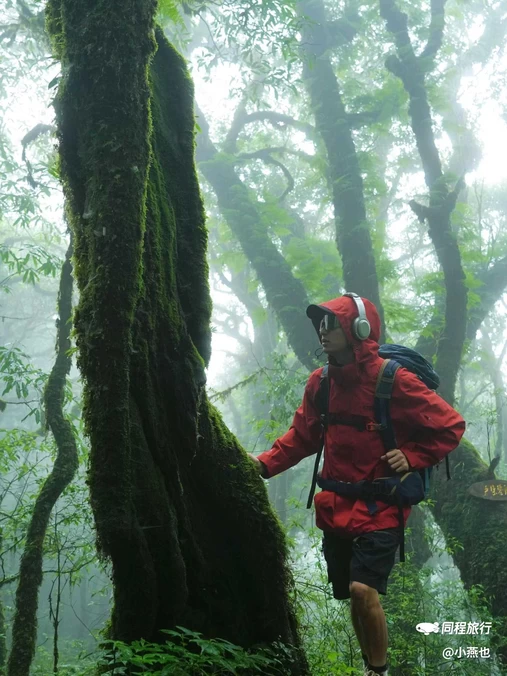 金山原始森林 - 玉溪市旅游