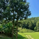 未晞园 - 黄山市旅游 缩略图 6