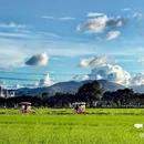 崖口村 - 中山市旅游 缩略图 6