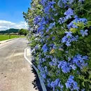 崖口村 - 中山市旅游 缩略图 5