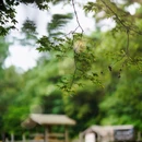 青森县 - 日本旅游 缩略图 9