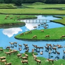 溱湖国家湿地公园 - 泰州市旅游 缩略图 1